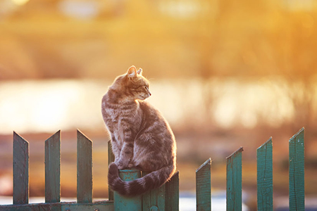 young beautiful cat sits in the village of on the fence evening during sunset