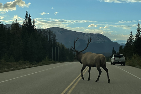 Moose on highway - canadian road