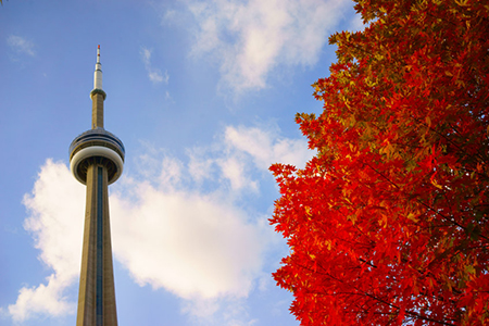 cn tower juxtaposed with red maple tree