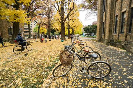 bicycles at the park in autumn taken at Tokyo University