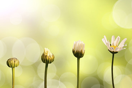 Daisies on green nature background, stages of growth