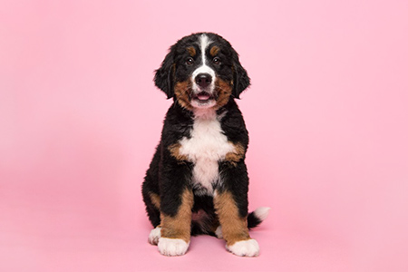 Cute bernese mountain dog sitting on a pink background with mouth open