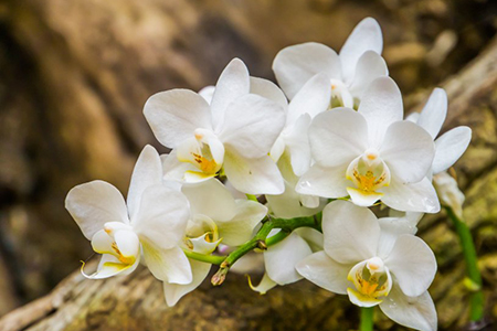 Beautiful white moth orchid flower growing on a tree in closeup, popular flowers from asia, nature b