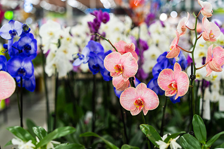 Orchid in pot in flower shop. Concept of flowers market