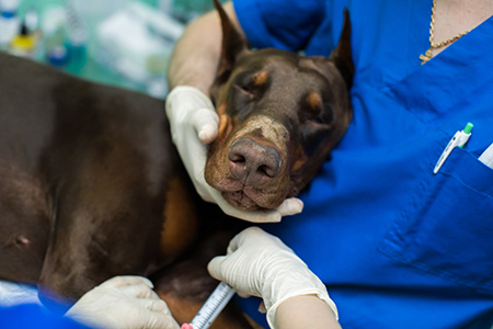 doberman with eyes closed - vet gently holding face