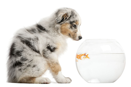 puppy looking at Goldfish, Carassius Auratus, swimming in fish bowl in front of white background