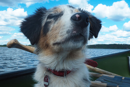 little puppy enjoying canoeing in summer at finnish lake