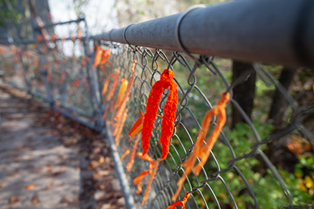 orange knit ribbon tied on fence - hundreds more in background