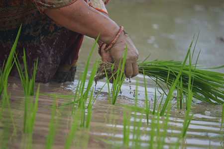 Paddy cultivation during rainy season in Nepal