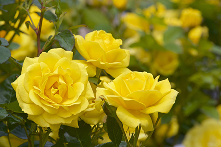 yellow color rose bloomed in garden. Symbol of friendship