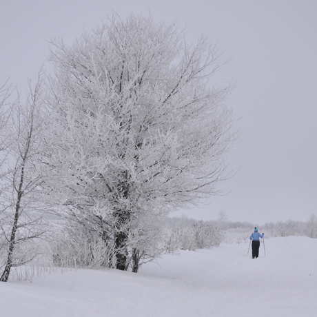 Seasonal Winter - Snowy scene with person cross country skiing 
