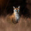 Snapshot of blue eyes cat standing in the grass. Sepia concept.