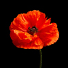 Vibrant red poppies on a black background. Memorial day.