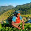 Tea picker at a plantation in Sri Lanka