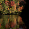 The silhouette of willow tree branch hanging over the Grand River with fall trees in the background,