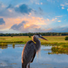Close up shot of Great blue Heron bird in the lake on a summer evening