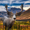 A male Deer in Canadian Nature during colorful Fall Season. Artistic Composite. Background from Tomb