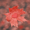 heart on maple leaf