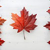 canada flag made with leaves