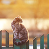young beautiful cat sits in the village of on the fence evening during sunset