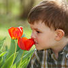 Four years old little boy smelling red tulip flower in spring garden.