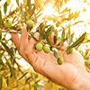 Olive branch in farmer's hand - close up. agriculture or gardening - country outdoor scenery, gold s
