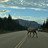 Moose on highway - canadian road