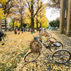 bicycles at the park in autumn taken at Tokyo University