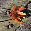 brown leaf on ground