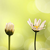 Daisies on green nature background, stages of growth