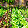 Vegetable garden in late summer. herbs, flowers and vegetables in backyard formal garden. eco friend