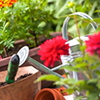 woman planting flowers in garden