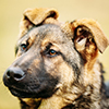 Young German Shepherd Dog. Close Up Portrait On Blurred Background