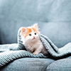 Cute kitten with scarf sitting on grey sofa
