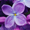 Macro image of spring lilac violet flowers (flower, purple, flowers)