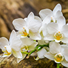 Beautiful white moth orchid flower growing on a tree in closeup, popular flowers from asia, nature b