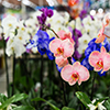 Orchid in pot in flower shop. Concept of flowers market