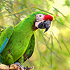 Great green military macaw
