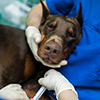 doberman with eyes closed - vet gently holding face