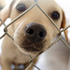 dog is a dog poking his nose through a fence 