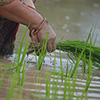 Paddy cultivation during rainy season in Nepal