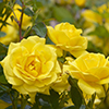 yellow color rose bloomed in garden. Symbol of friendship