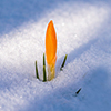 Flower blooming in snow