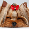 Closeup Yorkshire Terrier Dog with closed eyes Lying on White background