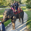 Photo of student's family sitting on an elephant at AFS