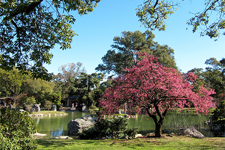 Spring landscape in the Japanese garden