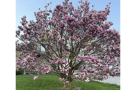 blooming Cherry Blossom tree