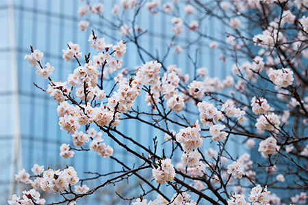 Blooming sakura blossoms flowers close up with skyscraper in the background