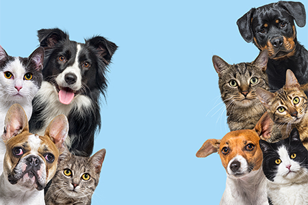 Large group of cats and dogs looking at the camera on blue background