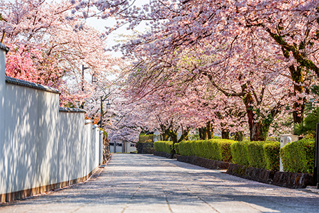 Shizuoka, Japan old town streets with cherry blossoms in Spring season